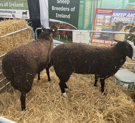 Zwartbles Sheep Breeders of Ireland launch at Ploughing 2022
