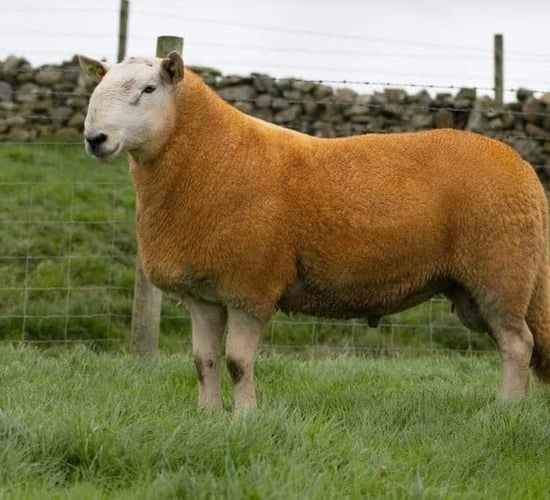 Donegal Pedigree Cheviot sale this Wednesday evening