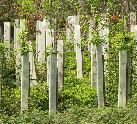 19 afforestation licences issued by DAFM last week