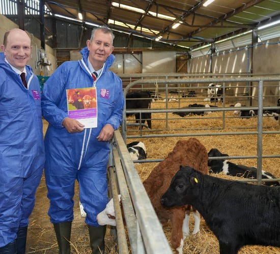 Herd restrictions proposed in NI to support BVD eradication