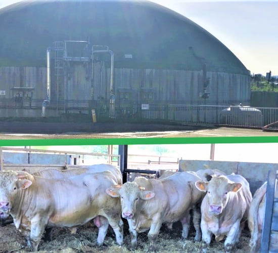 Beef Focus: Finishing bulls under solar panels on French biogas farm