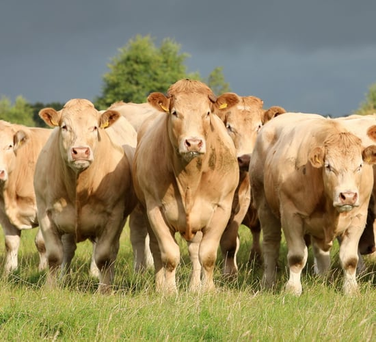 Rollout of IBR control programme to be discussed this month