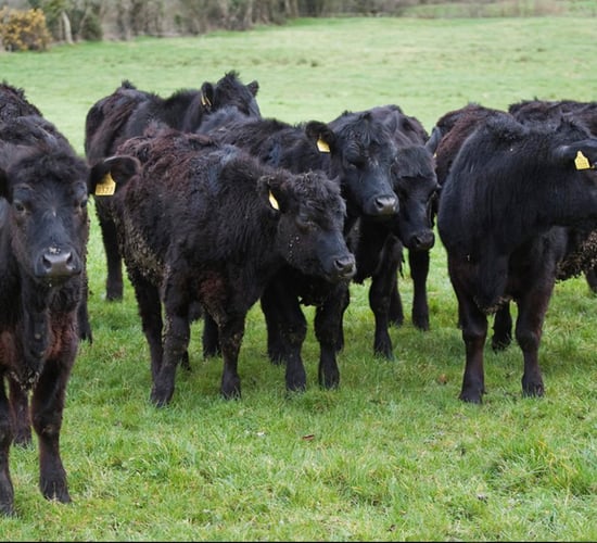 Lie-back issue highlights need for 'active engagement' with farm orgs