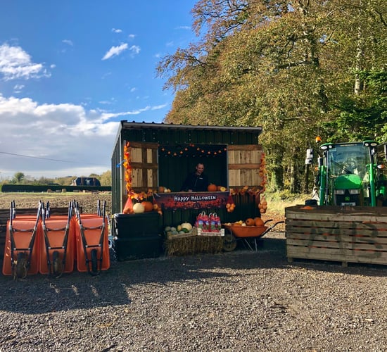 Video: Growing pumpkins at Ballymad Farm in Meath