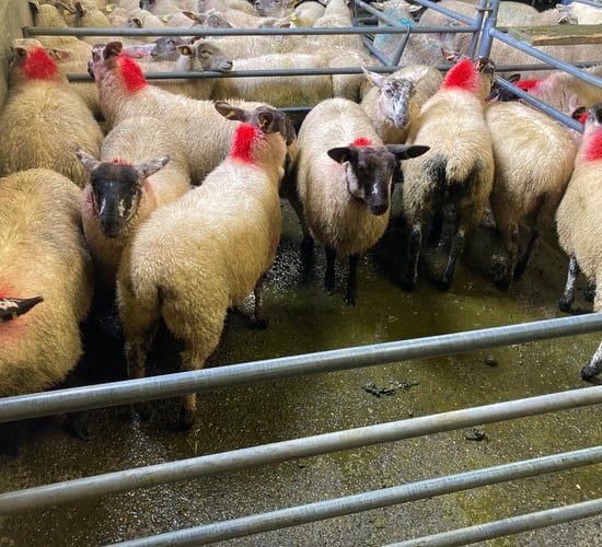 Store and ewe lambs the talking points at marts