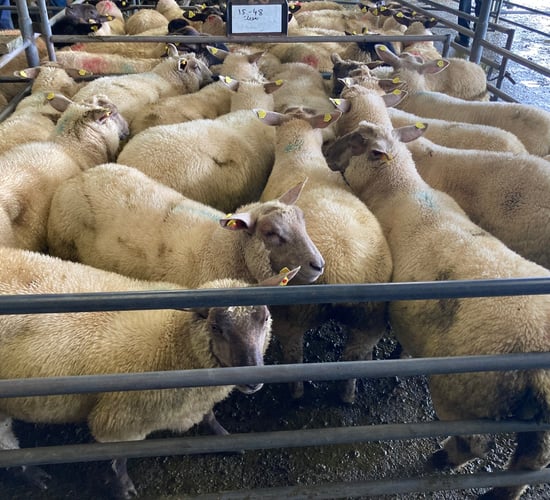 Sheep kill: Throughput remains steady