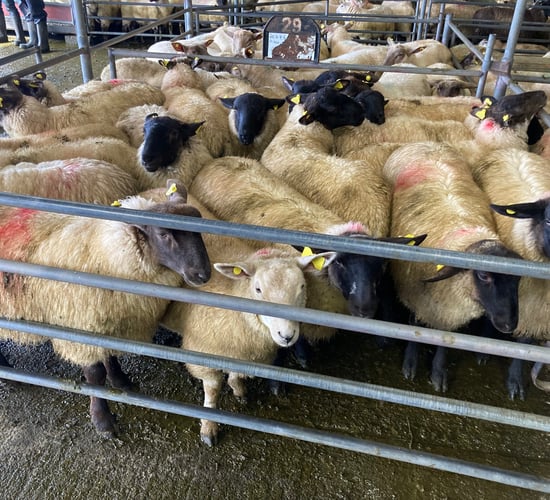 Sheep trade: Base prices for lambs at €6.00-6.05/kg