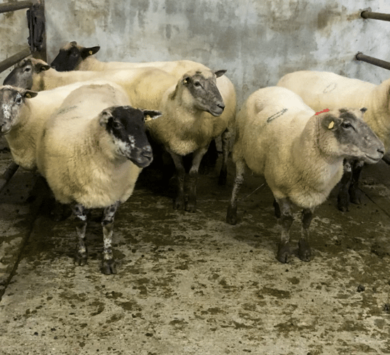 Lighter ewes dominate throughput at marts