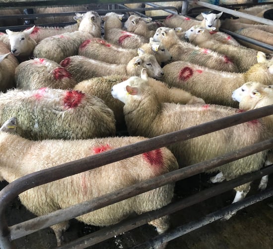 Light lambs still an issue in factories