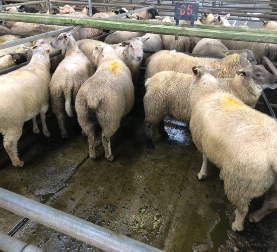 Sheep kill: Throughput falls but still exceeds 60,000