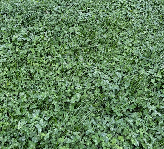 Clover key to reducing emission on Tipperary dairy farm