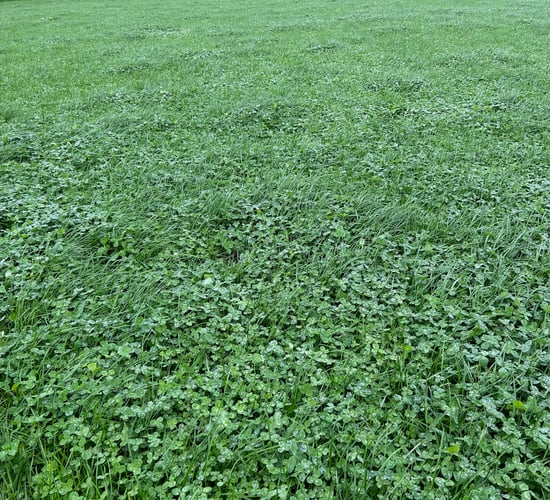 Oversowing of clover needs to be completed before mid-May