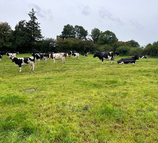 Dairy advice: Jobs to get completed in September