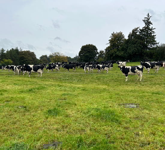 Lakeland concerns over pace and direction of policy for NI dairy