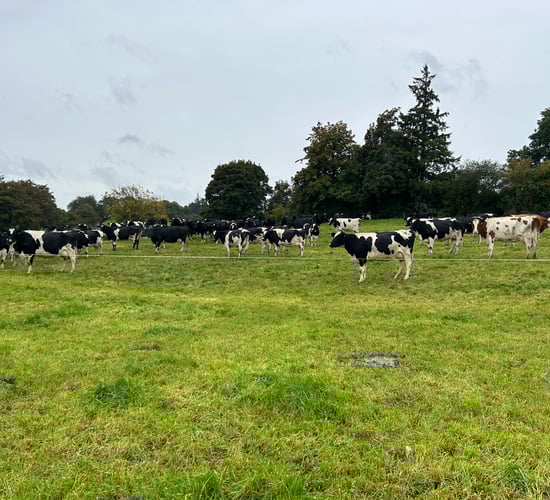 Survey: Almost 80% of Lakeland suppliers reduce N usage
