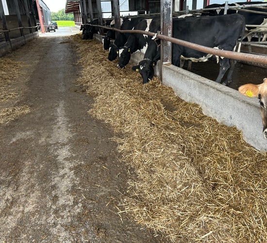 Cellcheck: Using SDCT on 230-cow dairy farm