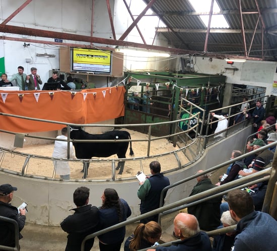 Video: Top price of €10,500 at Thurles' Angus Premier Sale