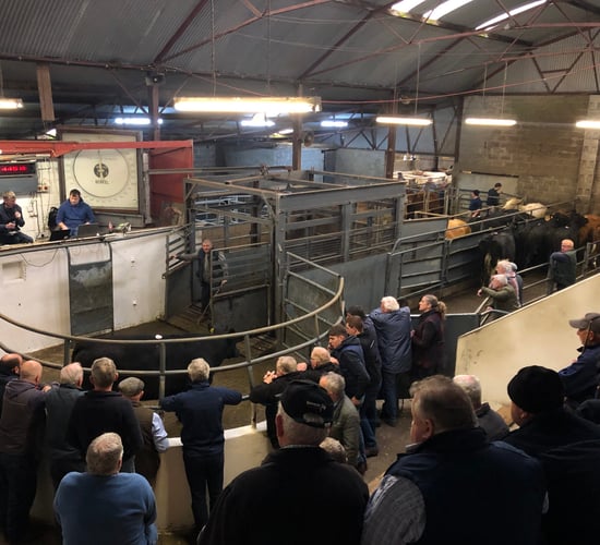 Farmers driving store-cattle trade at Granard Mart