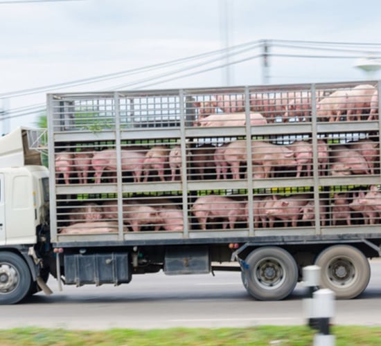 EFSA outlines concern over AMR spread in transport