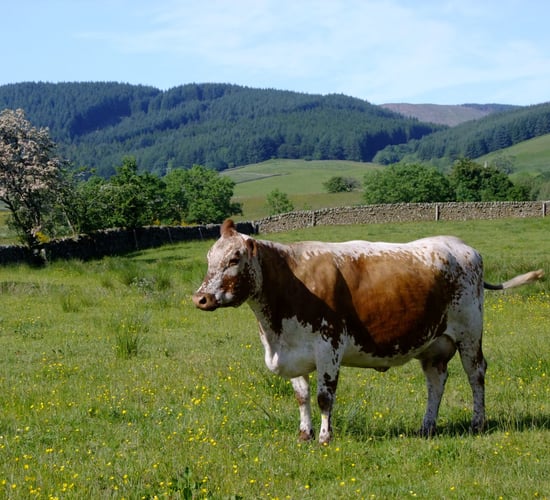RBST launches new group to tackle threats to rare animals