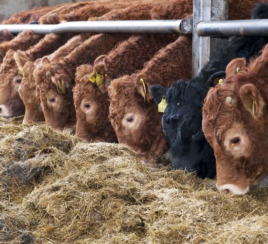 Northern Ireland: First-cut silage has average DM of just 24%