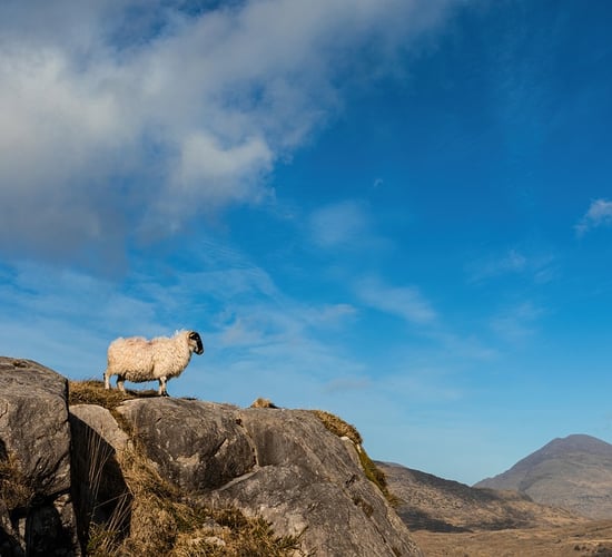 Call for virtual fencing grants for sheep farmers