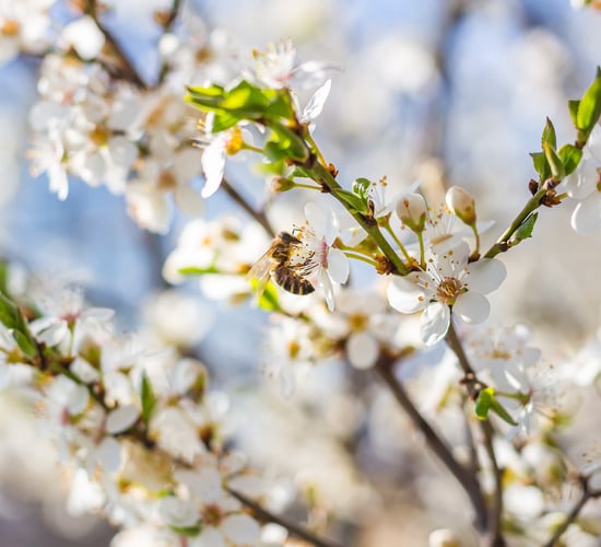 'A lot to learn from rural communities' to tackle biodiversity loss