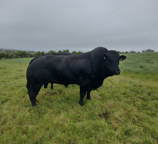Think 'farm safety' as silage and breeding get underway