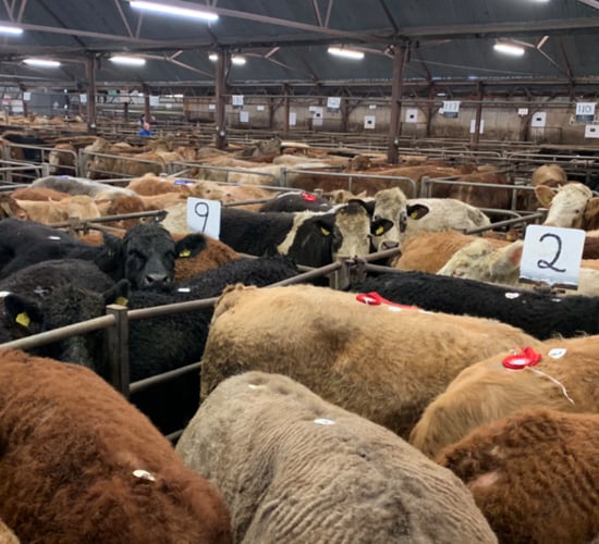 Quality weanling bulls cross €3.60/kg at Tuam Mart