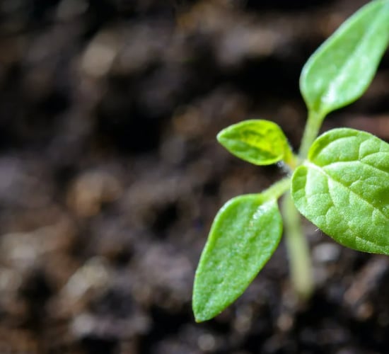 Ireland joins 'Hub' for healthy plants