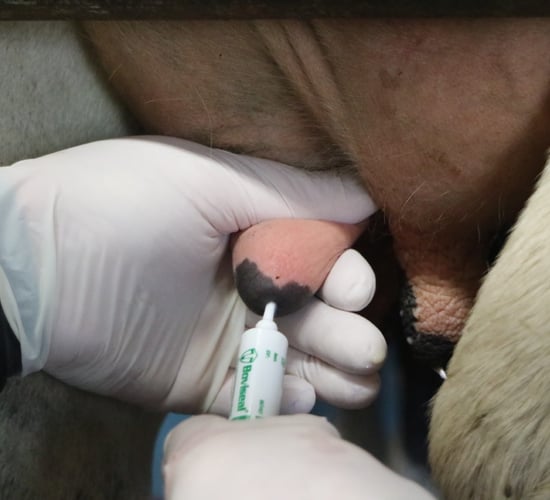Optimise the dry cow period for a sucessful lactation