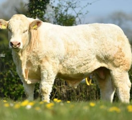 Gene Ireland unveils autumn 2022 high-index bull panel