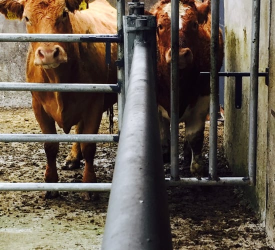 455 herds restricted for tag, registration and movement breaches