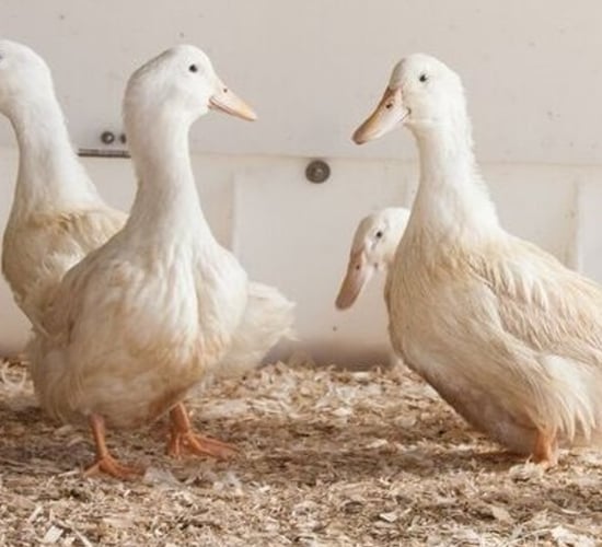 Silverhill Duck seeks new growers in bid to expand operations