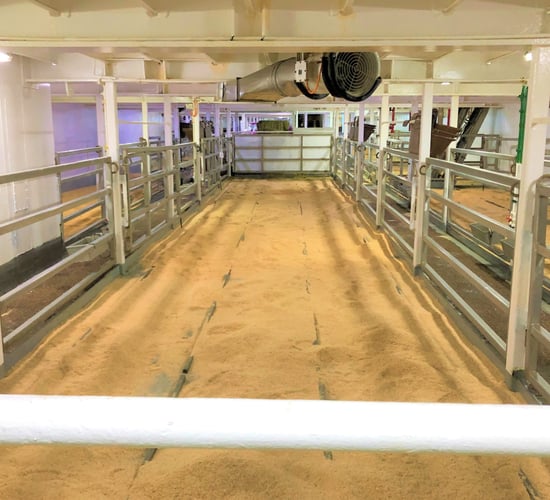 Cattle exports near 200,000  in first 4 months of 2025
