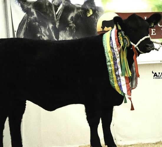 Gallery: Winners from Angus National Calf Show in Thurles