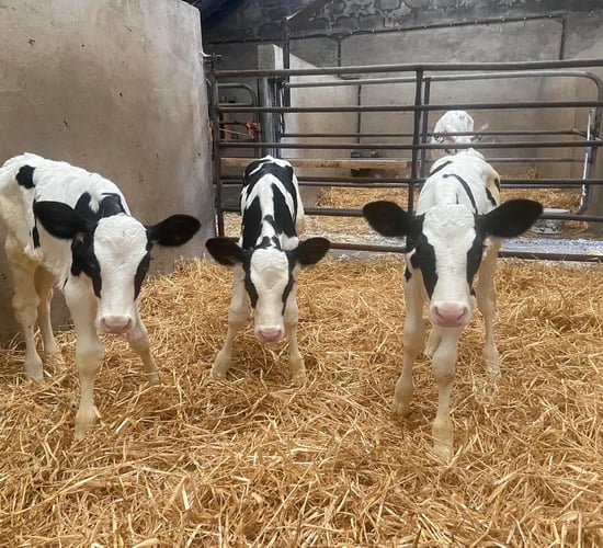Pedigree triplet calves born on Co. Kerry farm