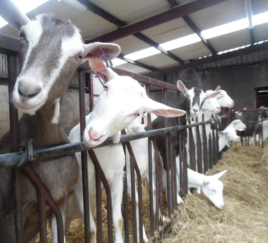 Commercial goat dairy herd showcased to the public