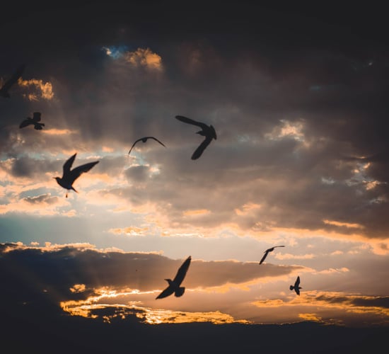 Bird flu identified in mixed flock in Co. Wicklow