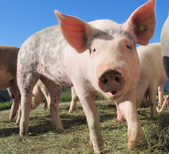 €2.2m for 4 new EIPs on animal welfare and gender