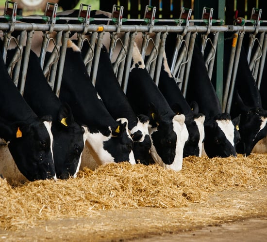 Getting your mineral supplementation right for dry cows