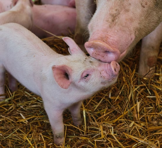African Swine Fever 'would devastate Irish pig industry overnight'