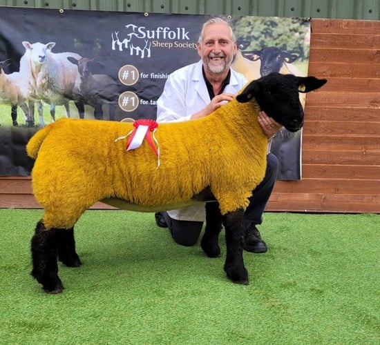 Beechbrook dispersal sale to include 2022 premier sale female champion