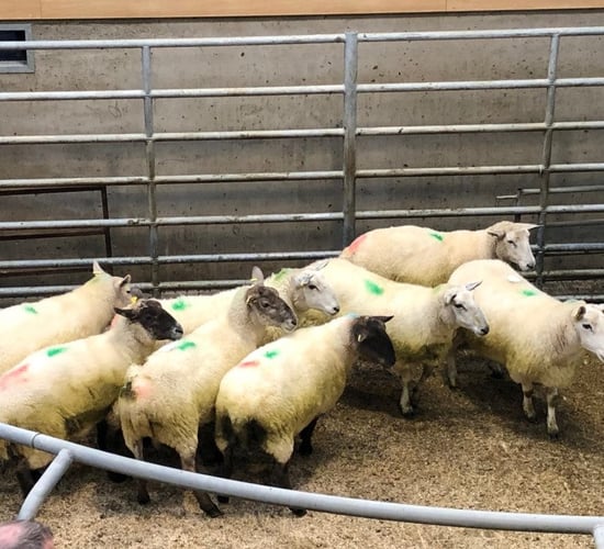 Marts providing good outlet for heavy ewes as supplies tighten