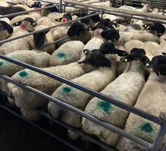 Sheep trade: Lamb quotes increase by 10c/kg in cases