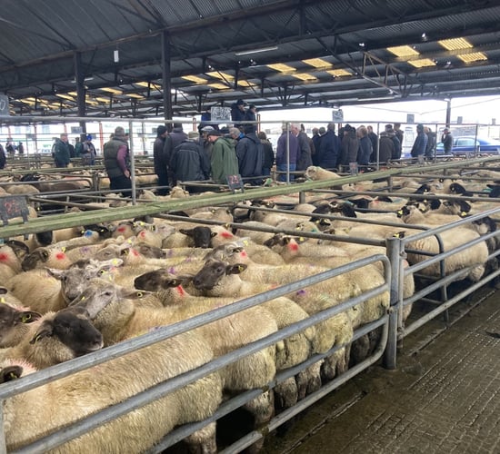 Pics and prices: Sharp trade for heavy lambs at Athenry