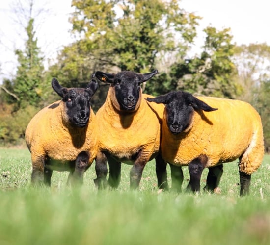 Inaugural sale of in-lamb pedigree Suffolks set for Athenry