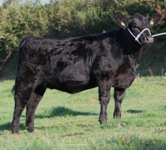 Sale preview: 'Eye catching Angus' at Thurles Premier Sale