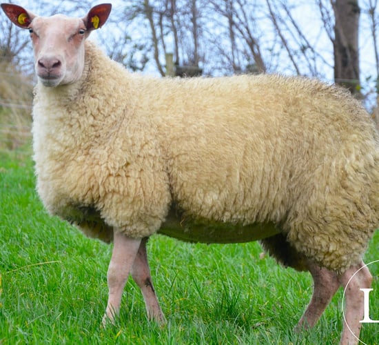 Rare and minority breed sale set for Tullamore tomorrow