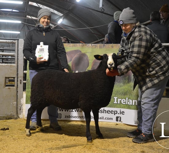 New female record at inaugural Zwartbles sale